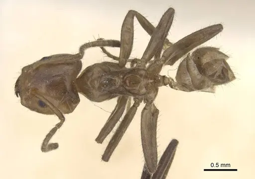 Azteca velox - CASENT0915573