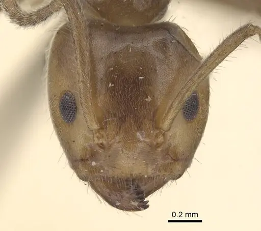 Azteca velox - CASENT0915573