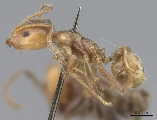 Azteca velox - CASENT0915573