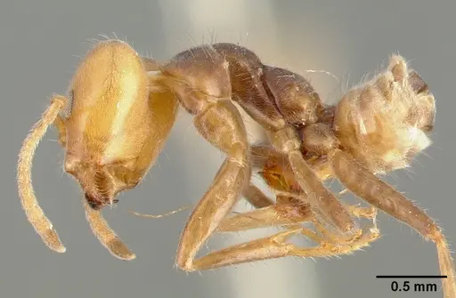 Azteca velox - CASTYPE00608