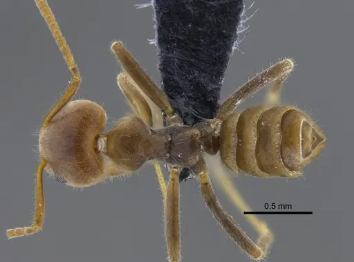 Azteca velox - CBUMAGENT41837