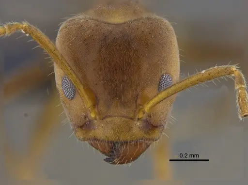 Azteca velox - CBUMAGENT41837