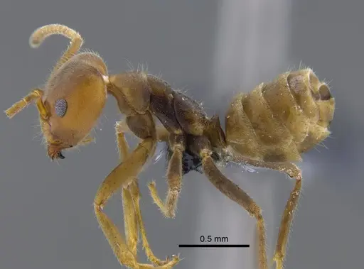 Azteca velox - CBUMAGENT41837