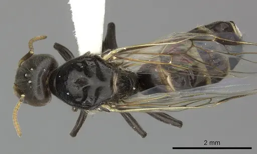 Azteca velox - INBIOCRI001281551