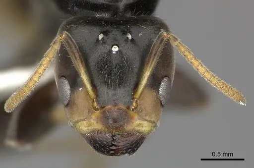 Azteca velox - INBIOCRI001281551