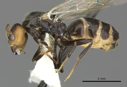 Azteca velox - INBIOCRI001281551