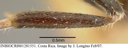 Azteca velox - INBIOCRI001281551