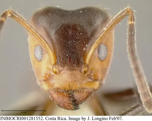 Azteca velox - INBIOCRI001281552