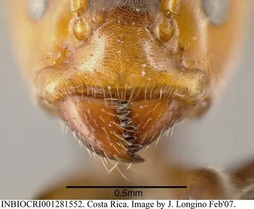 Azteca velox - INBIOCRI001281552