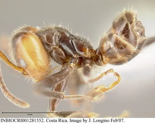 Azteca velox - INBIOCRI001281552