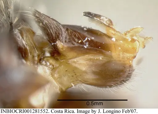 Azteca velox - INBIOCRI001281552