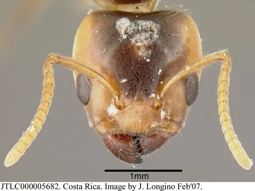 Azteca velox - JTLC000005682