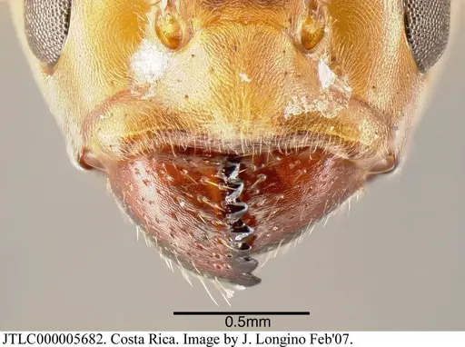 Azteca velox - JTLC000005682