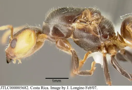 Azteca velox - JTLC000005682