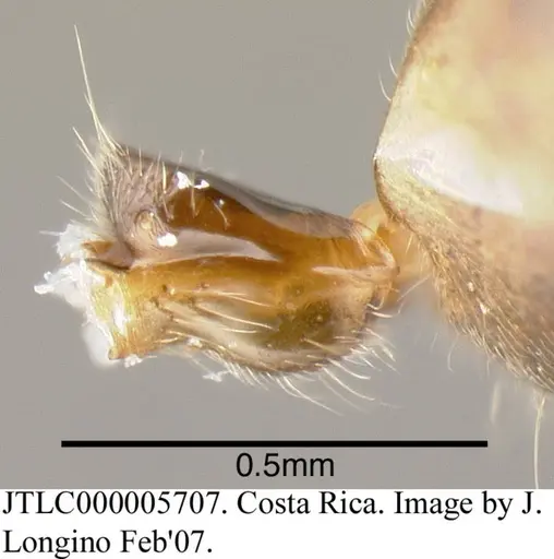 Azteca velox - JTLC000005707