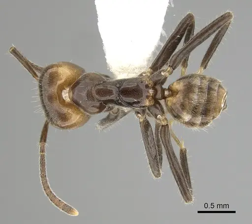 Azteca velox - JTLC000009545