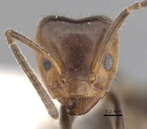 Azteca velox - JTLC000009545