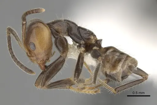 Azteca velox - JTLC000009545