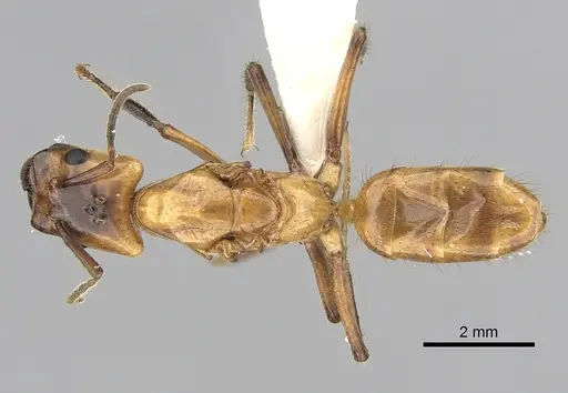 Azteca xanthochroa specimen