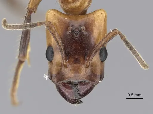 Azteca xanthochroa specimen