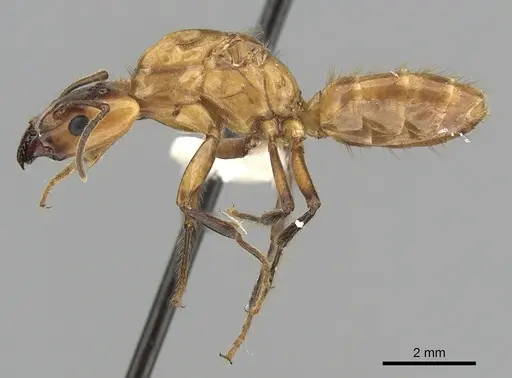 Azteca xanthochroa specimen