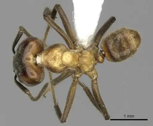 Azteca xanthochroa - CASENT0610377