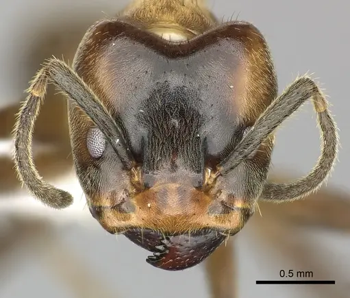 Azteca xanthochroa - CASENT0610377