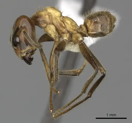 Azteca xanthochroa - CASENT0610377