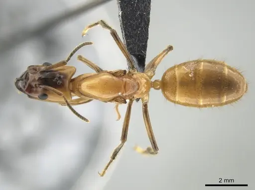 Azteca xanthochroa - CASENT0649877