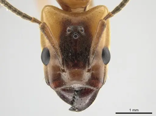 Azteca xanthochroa - CASENT0649877