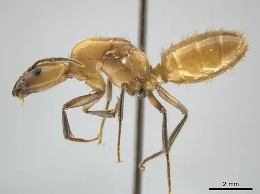 Azteca xanthochroa - CASENT0649877