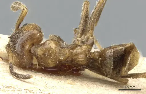 Azteca xanthochroa - CASENT0905099