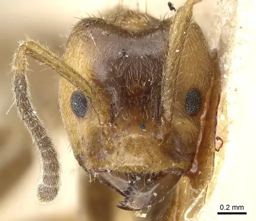 Azteca xanthochroa - CASENT0905099