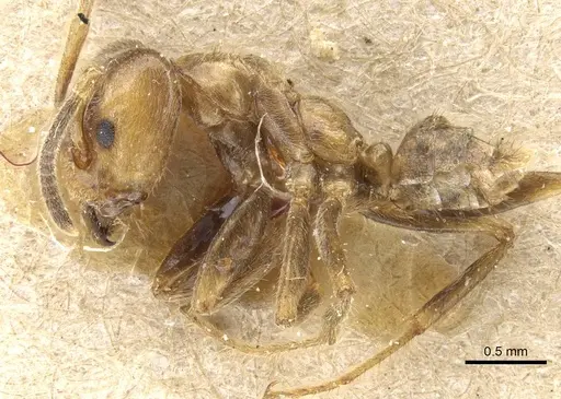 Azteca xanthochroa - CASENT0905099