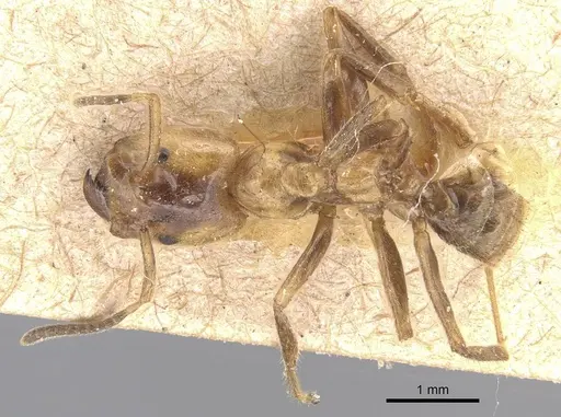 Azteca xanthochroa - CASENT0915574