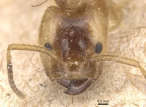 Azteca xanthochroa - CASENT0915574