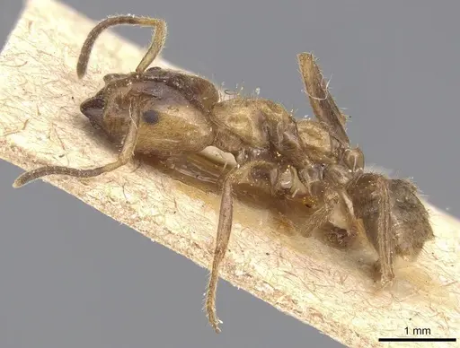 Azteca xanthochroa - CASENT0915574