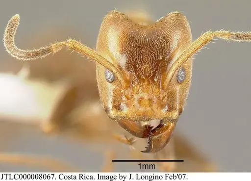 Azteca xanthochroa - JTLC000008067