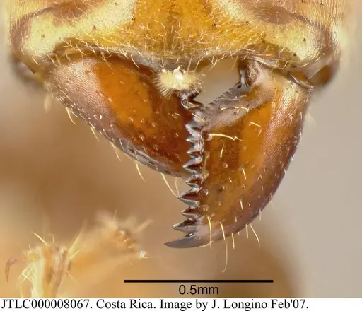 Azteca xanthochroa - JTLC000008067