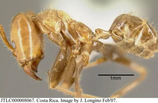 Azteca xanthochroa - JTLC000008067