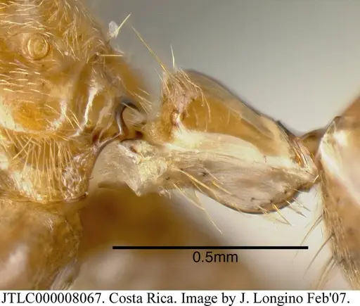 Azteca xanthochroa - JTLC000008067