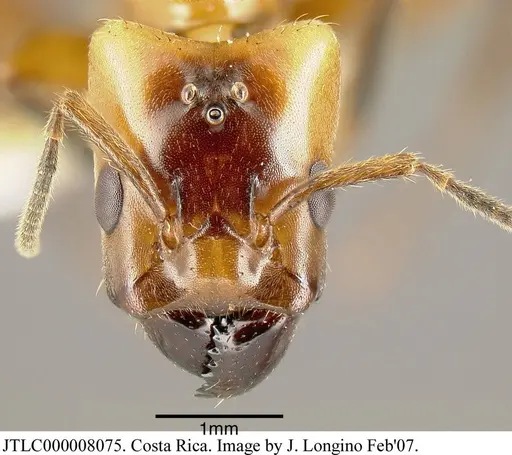 Azteca xanthochroa - JTLC000008075