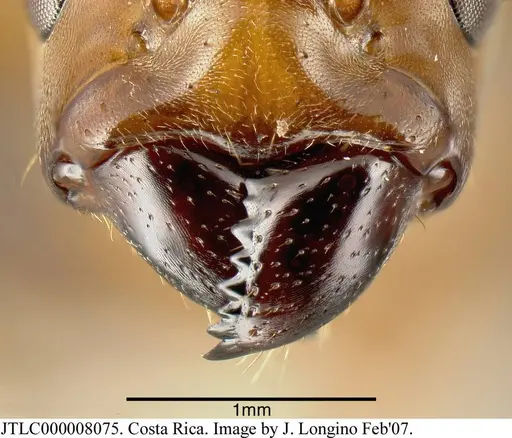 Azteca xanthochroa - JTLC000008075