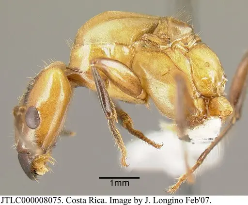 Azteca xanthochroa - JTLC000008075