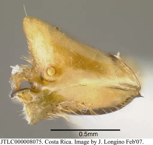 Azteca xanthochroa - JTLC000008075