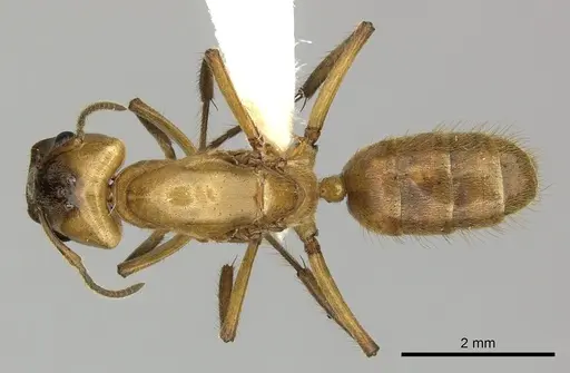 Azteca xanthochroa - JTLC000010294