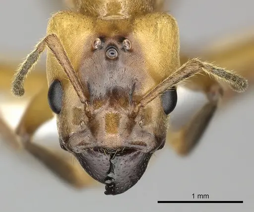 Azteca xanthochroa - JTLC000010294