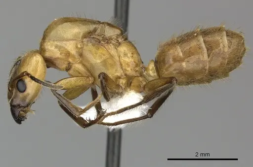 Azteca xanthochroa - JTLC000010294