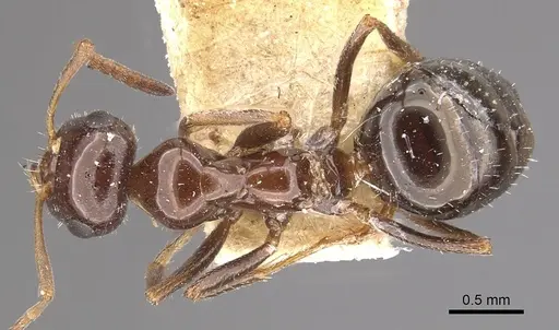 Bajcaridris kraussii specimen