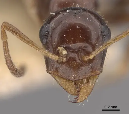 Bajcaridris kraussii specimen